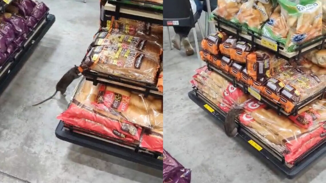 Cliente filma rato em prateleira de pães de supermercado no Pará