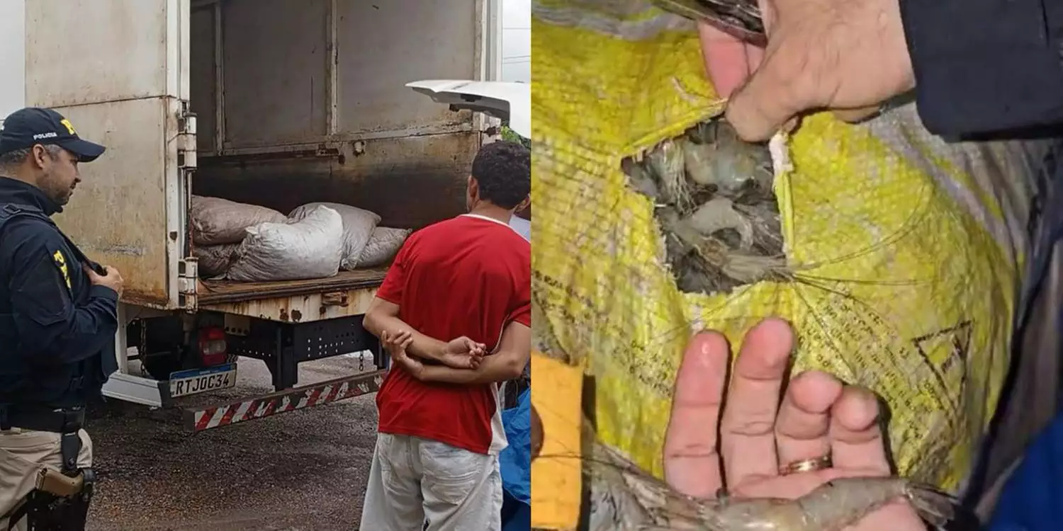 Carga com 900 kg de camarão é apreendida durante fiscalização em Ipixuna do Pará