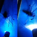 VÍDEO: Homem encontra aranha gigante em teto de barraca durante acampamento