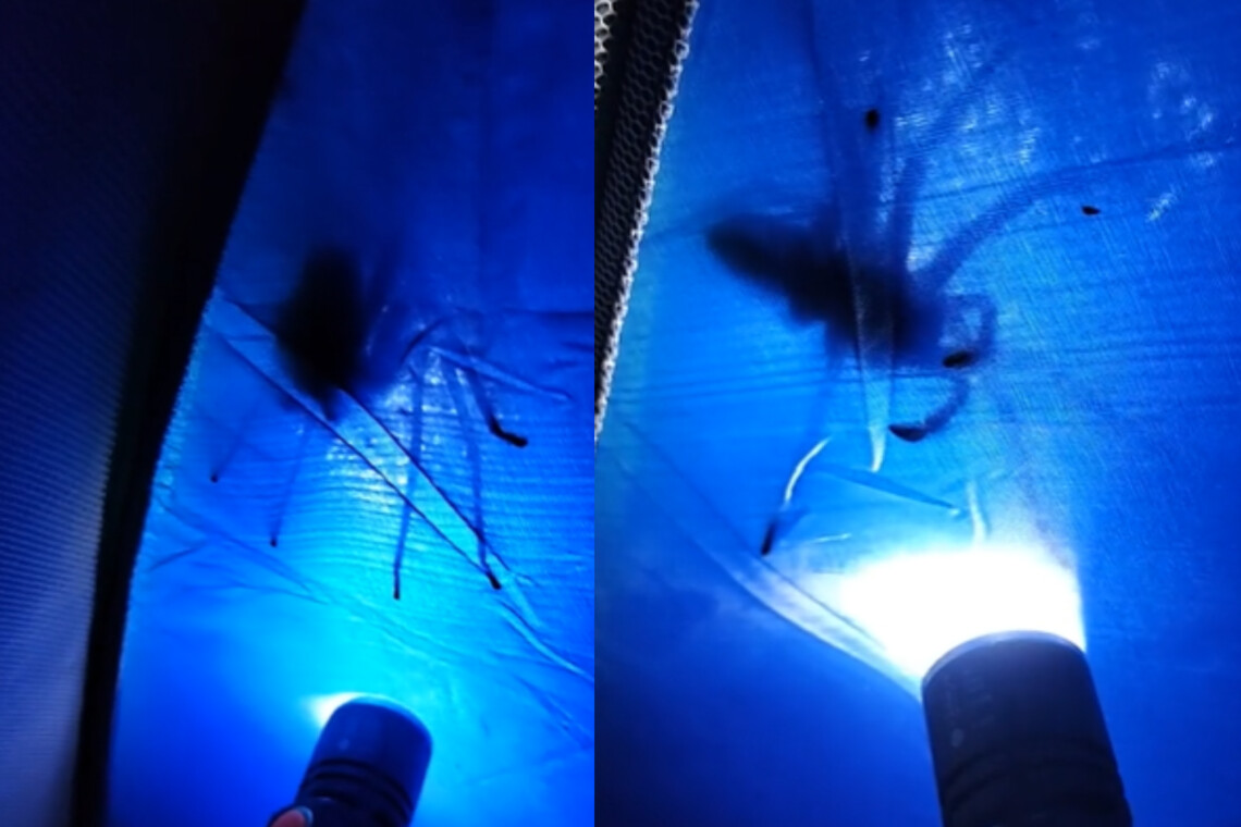 VÍDEO: Homem encontra aranha gigante em teto de barraca durante acampamento