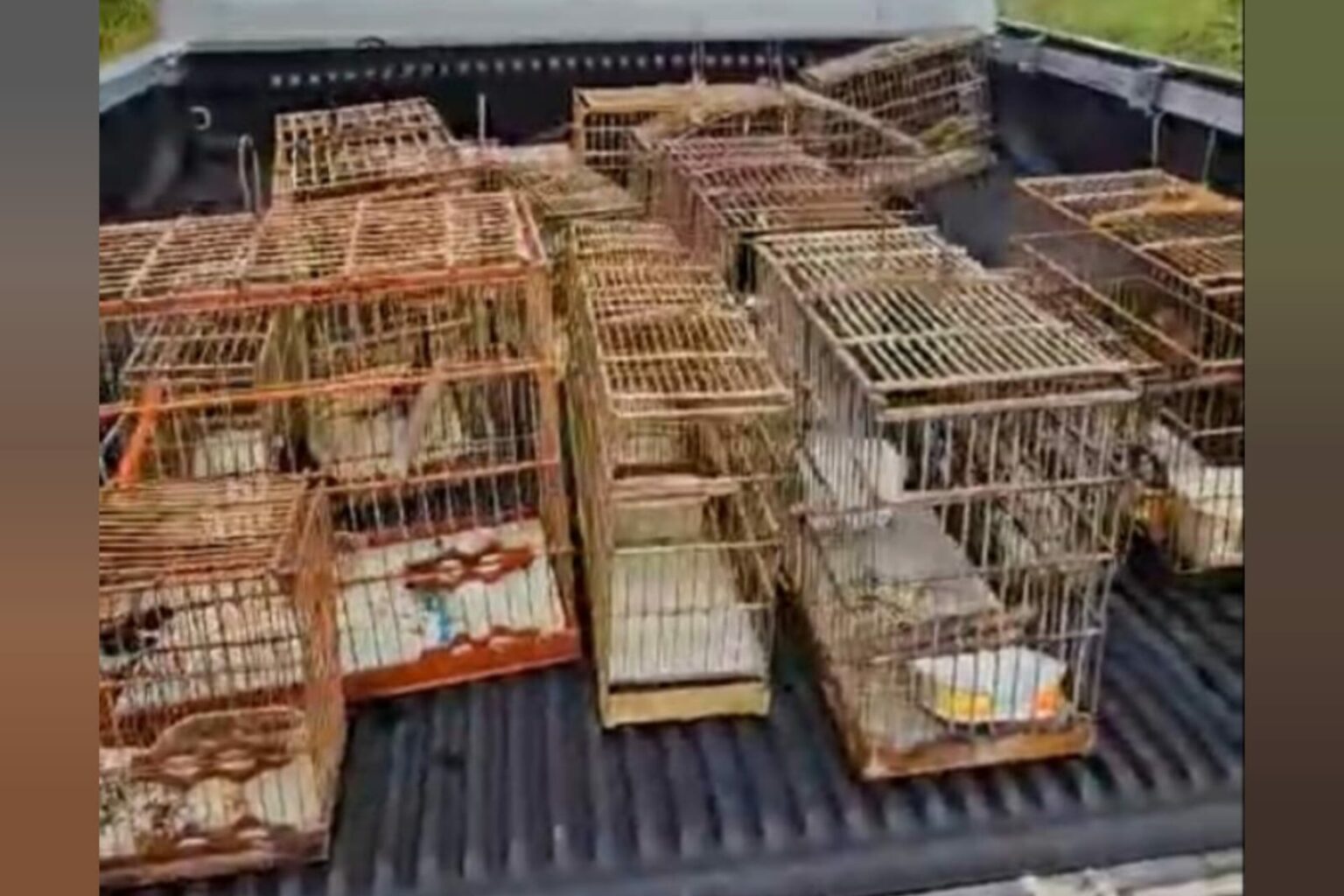 Polícia Civil apreende tartarugas e pássaros silvestres no Pará