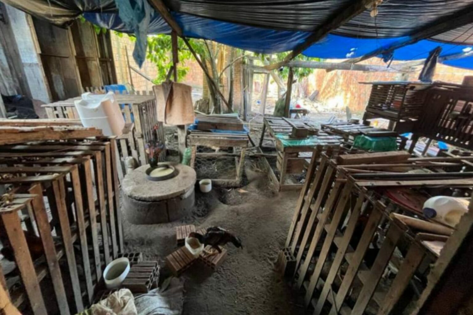 PC prende suspeito de organizar brigas de galo em Marabá