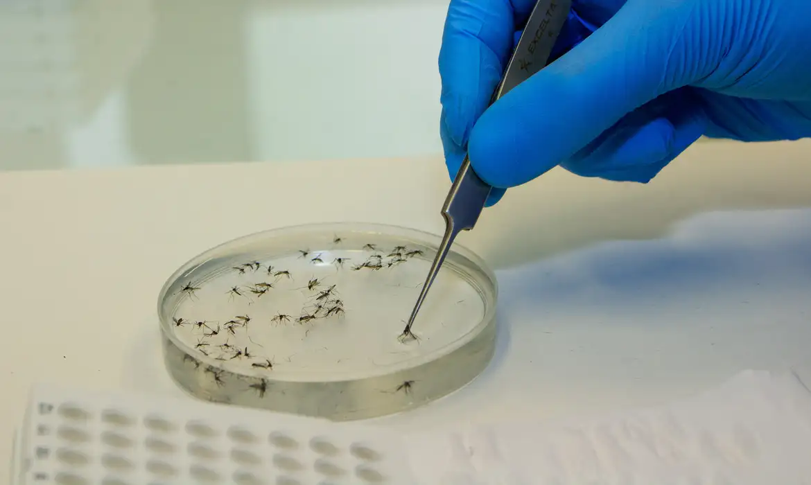 Casos de febre Oropouche crescem no Brasil