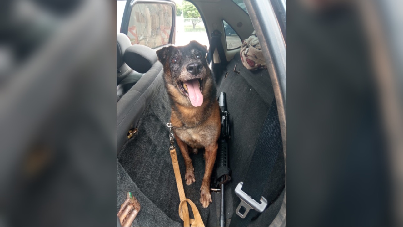 Cão farejador encontra mais um fuzil em carro usado por fugitivos de Mossoró