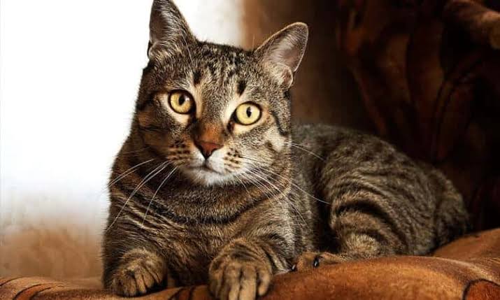 Polícia Civil investiga mortes de gatos no Marajó