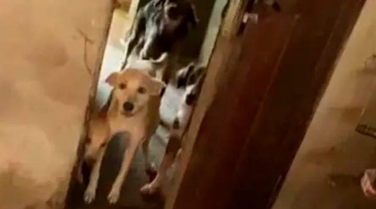 Homem é preso por maus-tratos contra animais no Pará