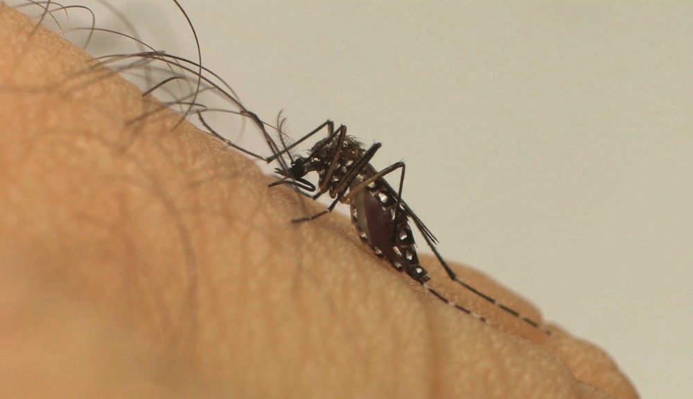 Pará é o segundo estado do Norte com menos casos de Dengue