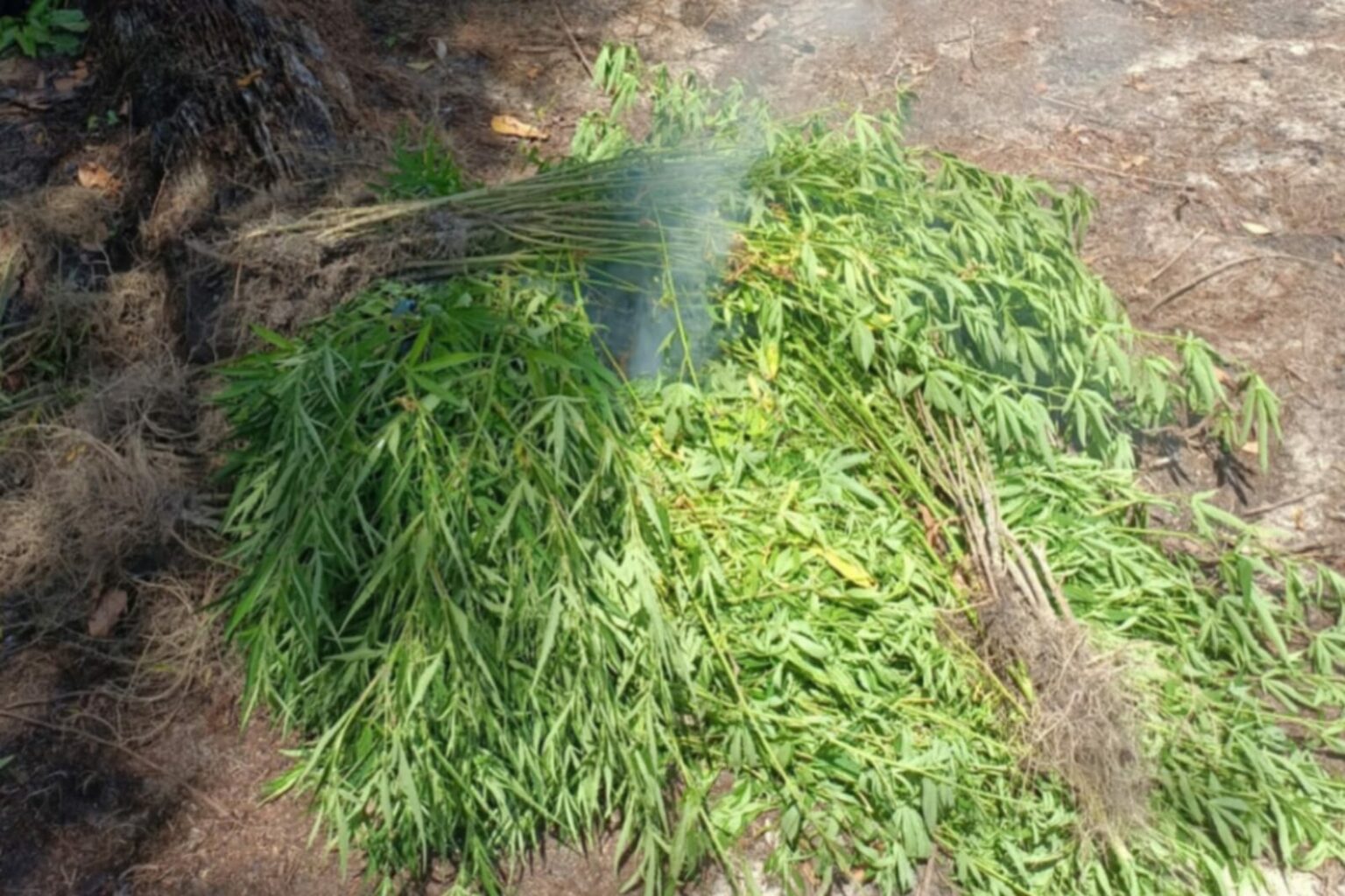 PM destrói plantação com quase mil pés de maconha em Nova Esperança do Piriá