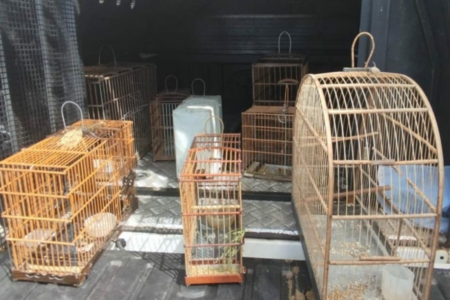 PM resgata aves silvestres e prende homem por crime ambiental no Pará