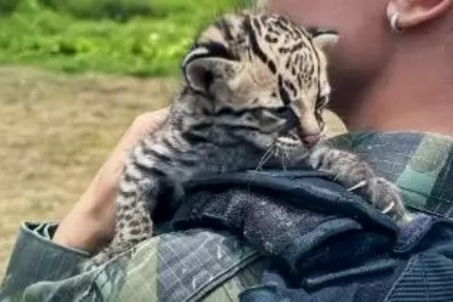 Filhote de jaguatirica é resgatado pelo Batalhão de Polícia Ambiental no Pará
