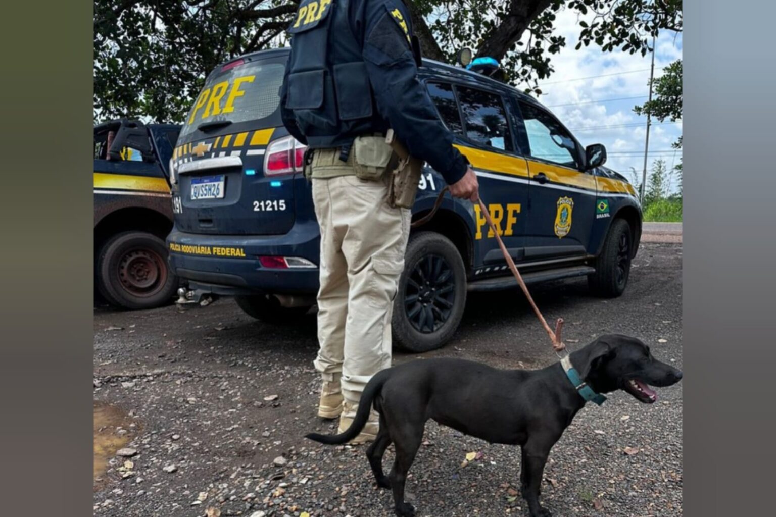 PRF resgata cachorro vítima de maus-tratos em Altamira