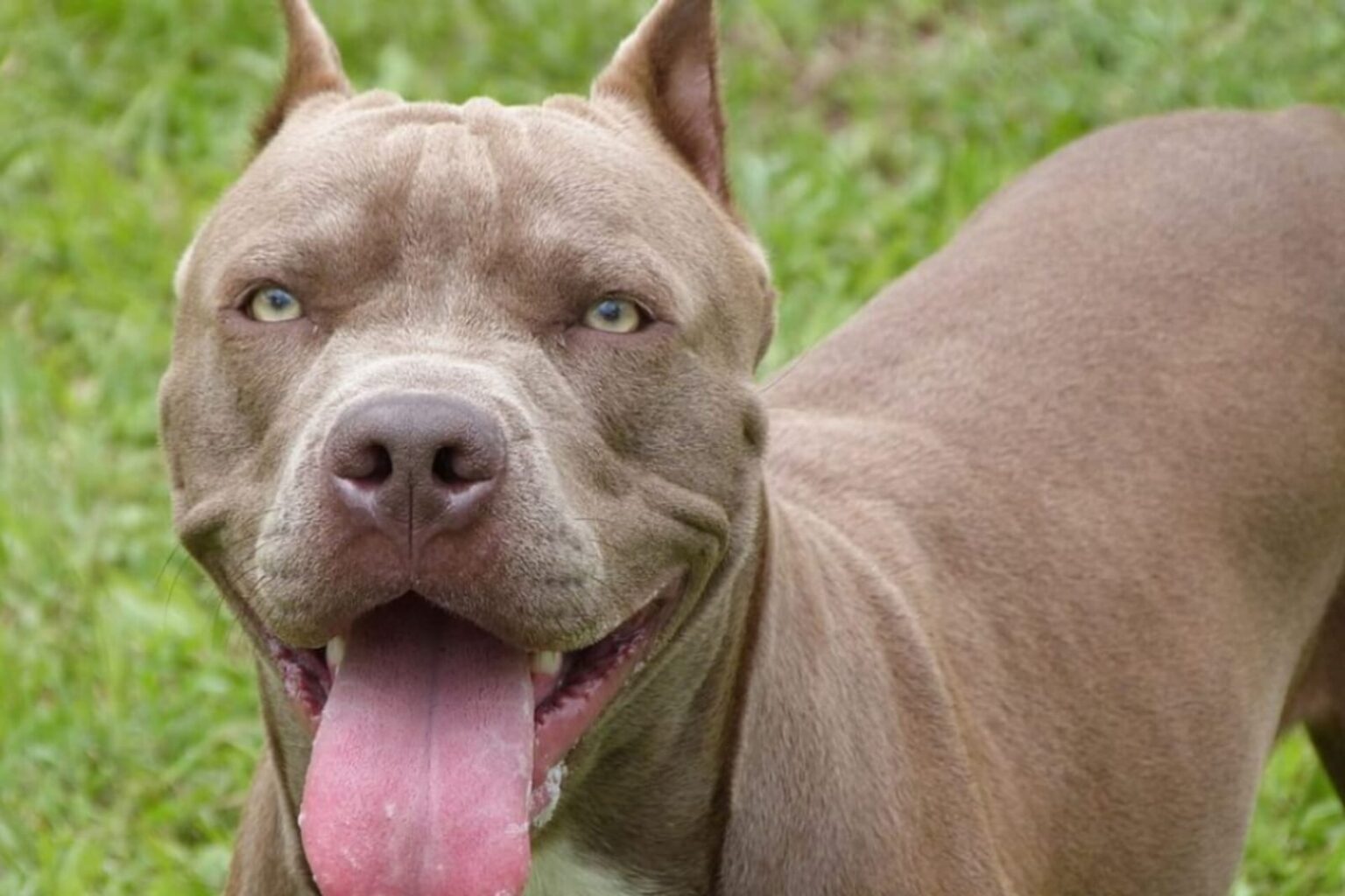 Ataque de pitbulls: a questão é educar humanos, defende especialista