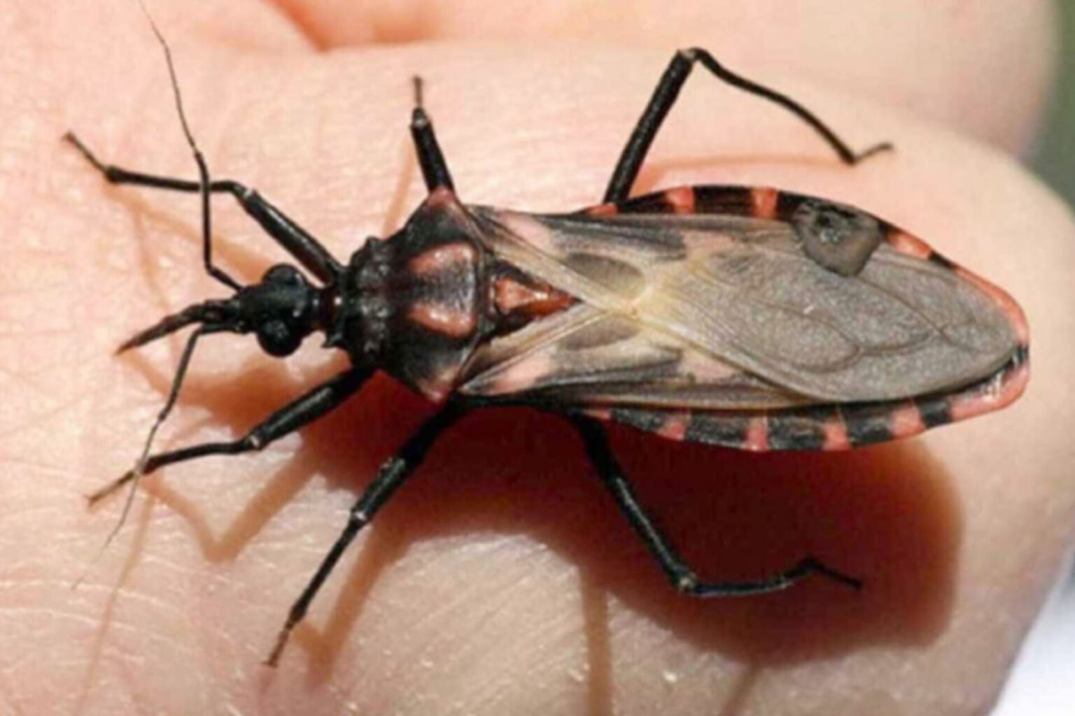 Sespa alerta população sobre a prevenção da doença de Chagas