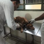 Marabá: Semma e grupos de proteção animal atuam contra maus-tratos de animais