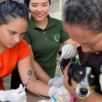 CCZ realiza ação de vacina antirrábica e testes de leishmaniose em Marabá