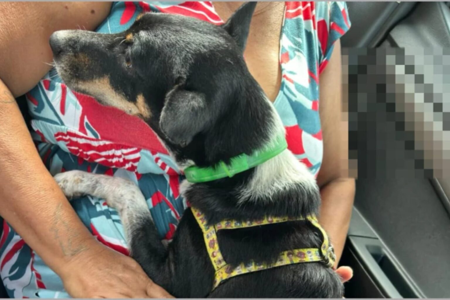 Idoso é preso em flagrante por abusar sexualmente de cadela em Parauapebas