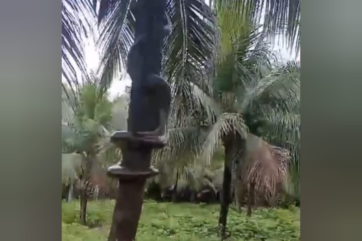 Cobra gigante assusta trabalhadores de fazenda em Moju