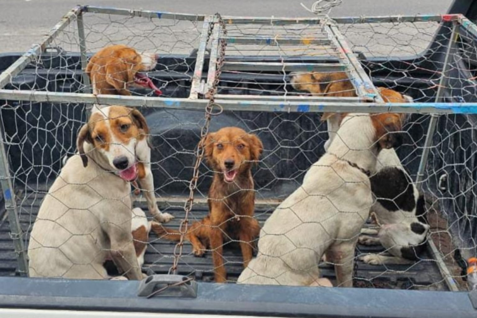 Mulher é presa em flagrante por maus tratos a animais no Pará