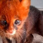 Filhote de gato-do-mato é resgatado em Tailândia