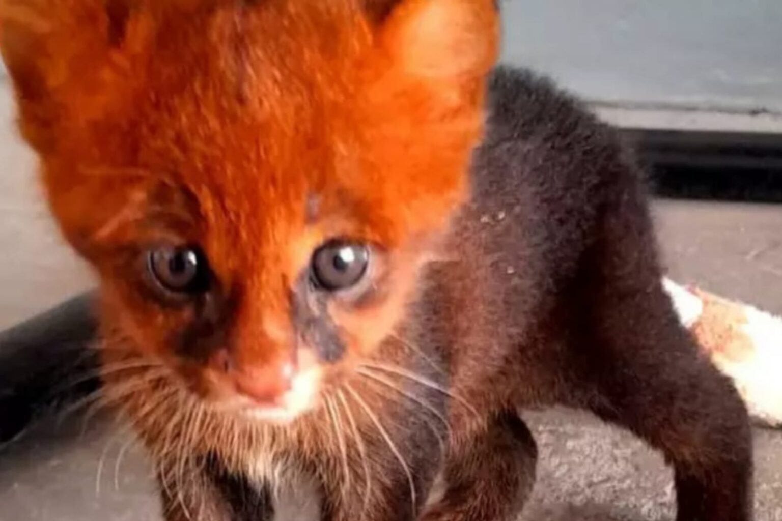 Filhote de gato-do-mato é resgatado em Tailândia