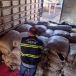 Sefa apreende 4,75 toneladas de castanha do Pará em Dom Eliseu