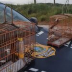 PRF resgata aves silvestres em Marabá