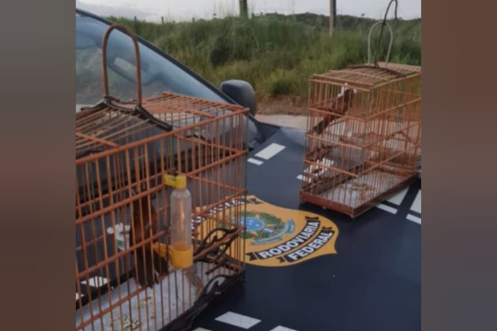 PRF resgata aves silvestres em Marabá