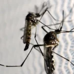 Quase 4 bilhões de pessoas correm risco de infecção pelo Aedes Aegypti