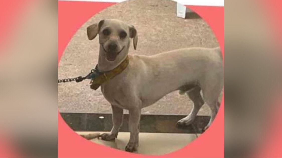 Família procura cachorro desaparecido em Marabá