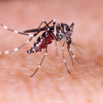 Casos confirmados de dengue mais que duplicaram no Pará