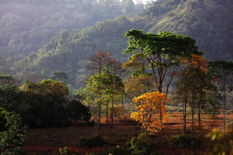 Semas abre consulta pública para revisão do Plano Estadual Amazônia Agora