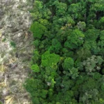 Desmatamento na Amazônia tem queda de 21,8% e no Pantanal, de 9,2%