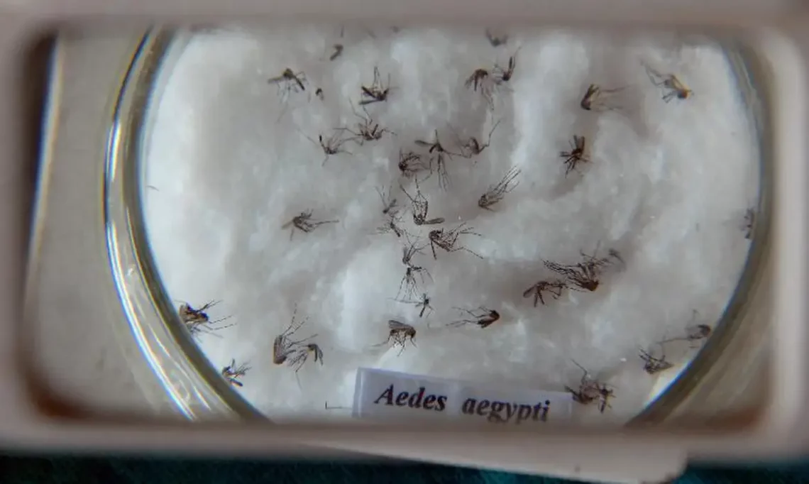 No Brasil, chikungunya tem letalidade maior que dengue