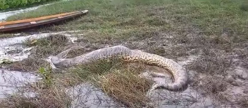 Sucuri é encontrada morta às margens de rio no nordeste do Pará