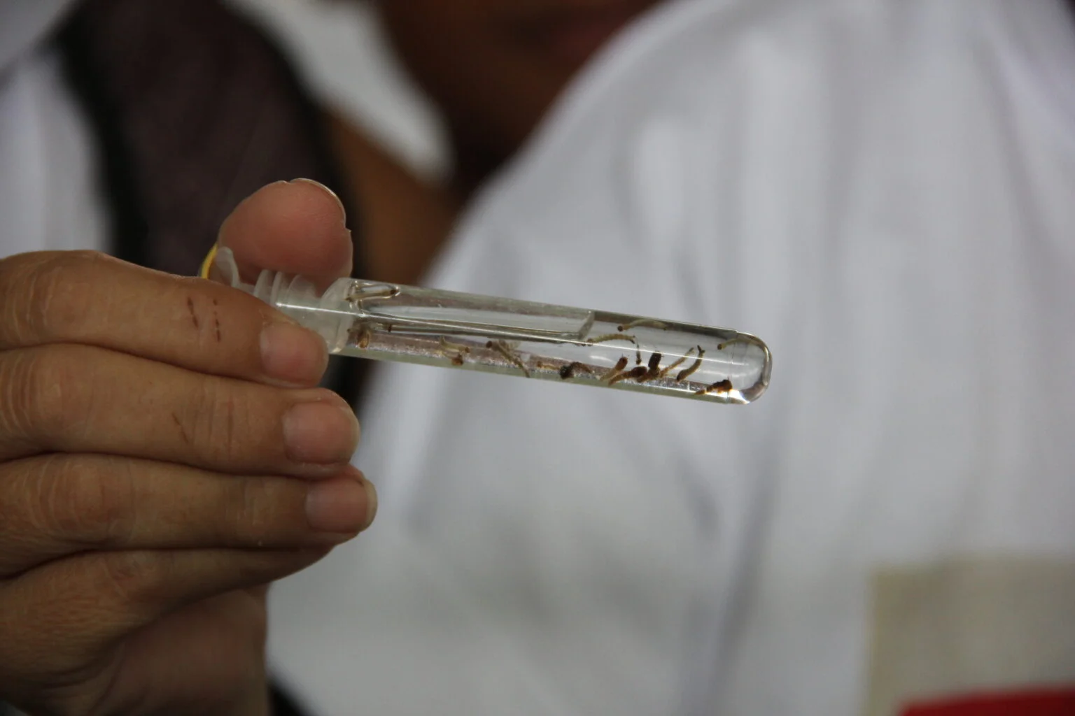 Pará atinge 7 mortes por dengue em 2024