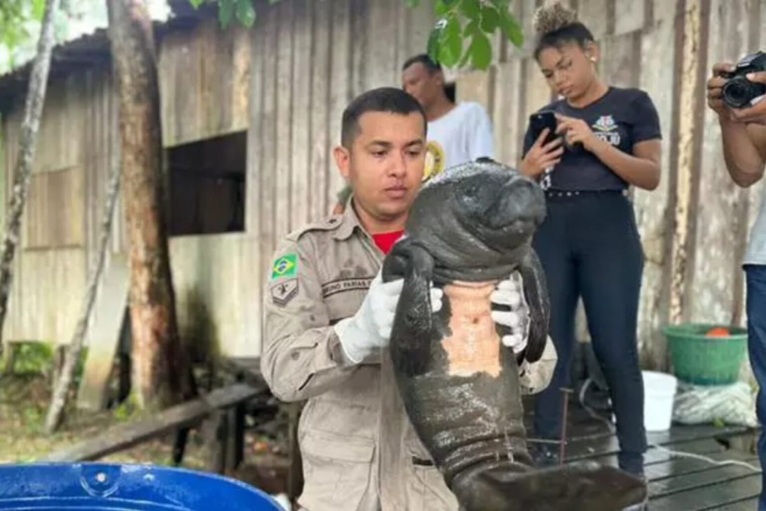 Filhote de peixe-boi é resgatado por ribeirinhos em Moju