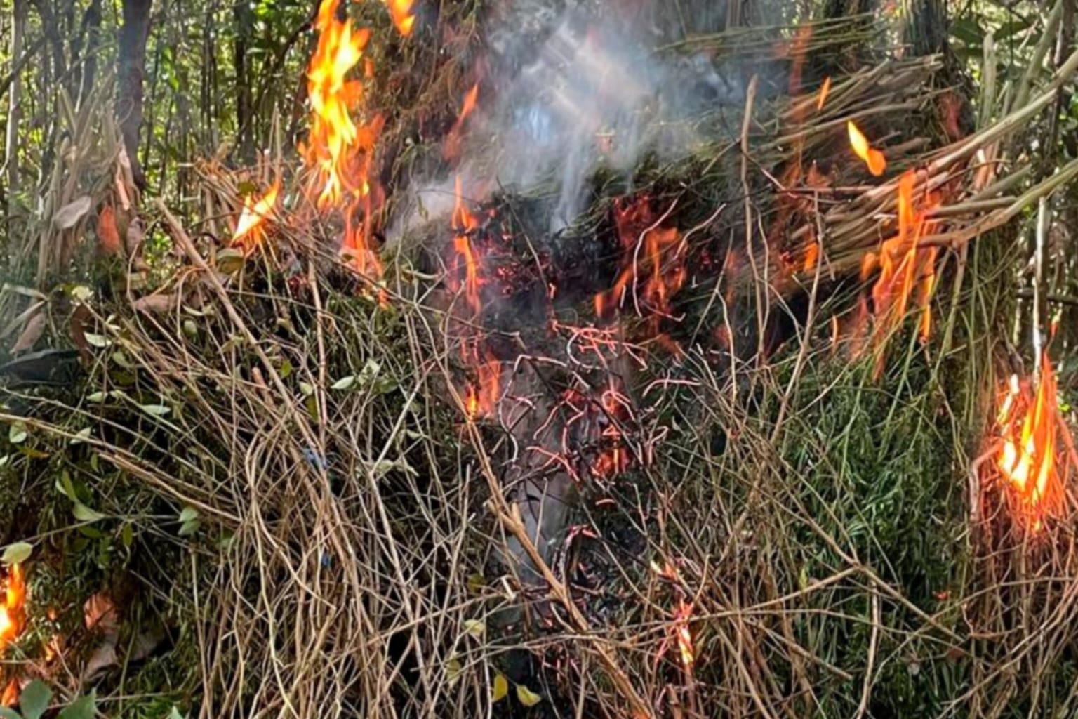 Polícia Civil destrói aproximadamente 2 mil pés de cannabis no Pará