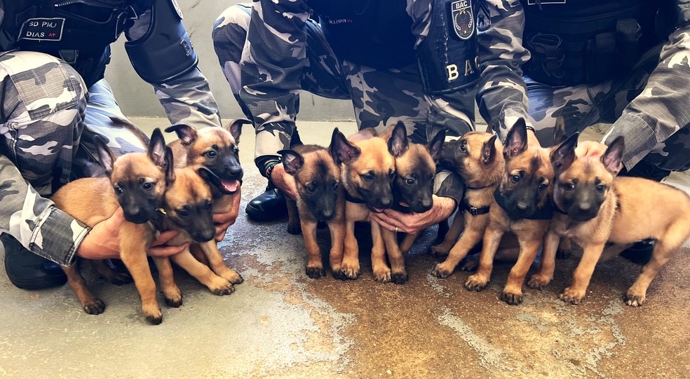 Filhotes de cães nascem em canil da PM e recebem treinamento para operações no Pará