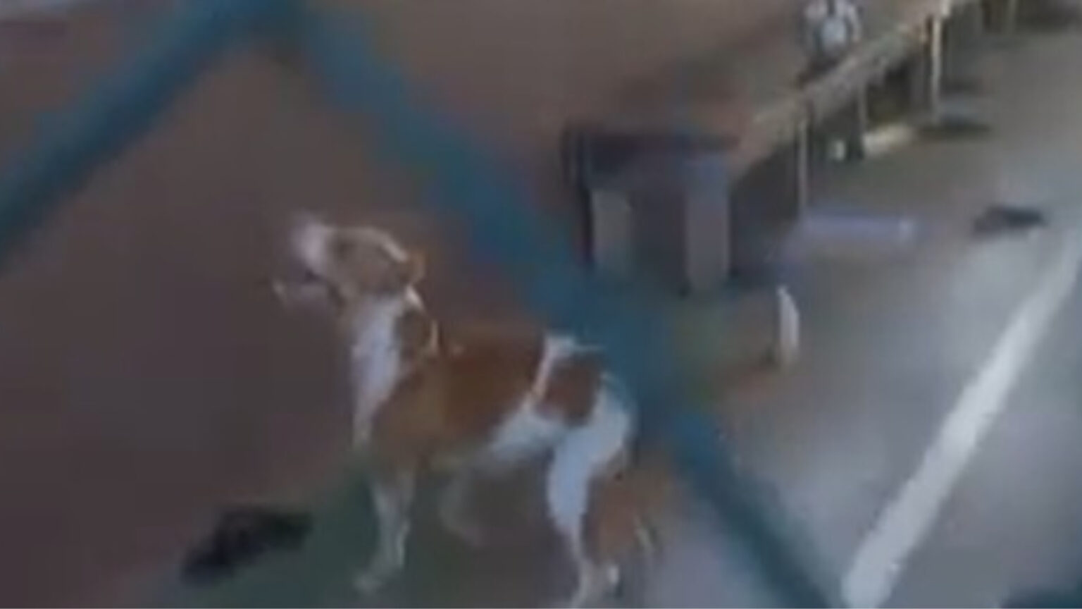 Pitbull invade quadra de escola e ataca estudante em Parauapebas