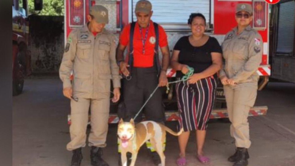 Cadela pitbull que invadiu escola e atacou aluno em Parauapebas é levada para adoção