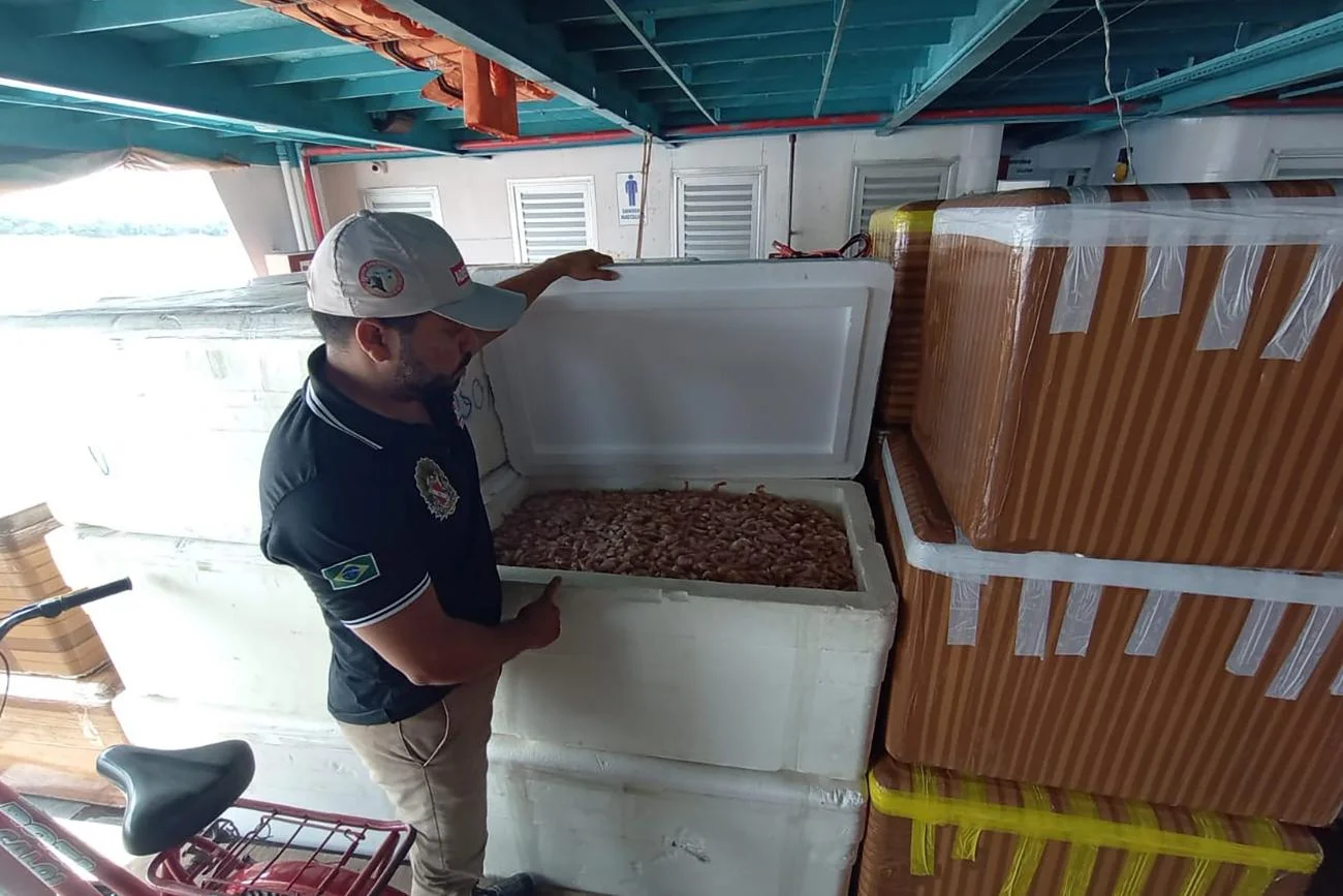 Adepará apreende uma tonelada de camarão no Marajó