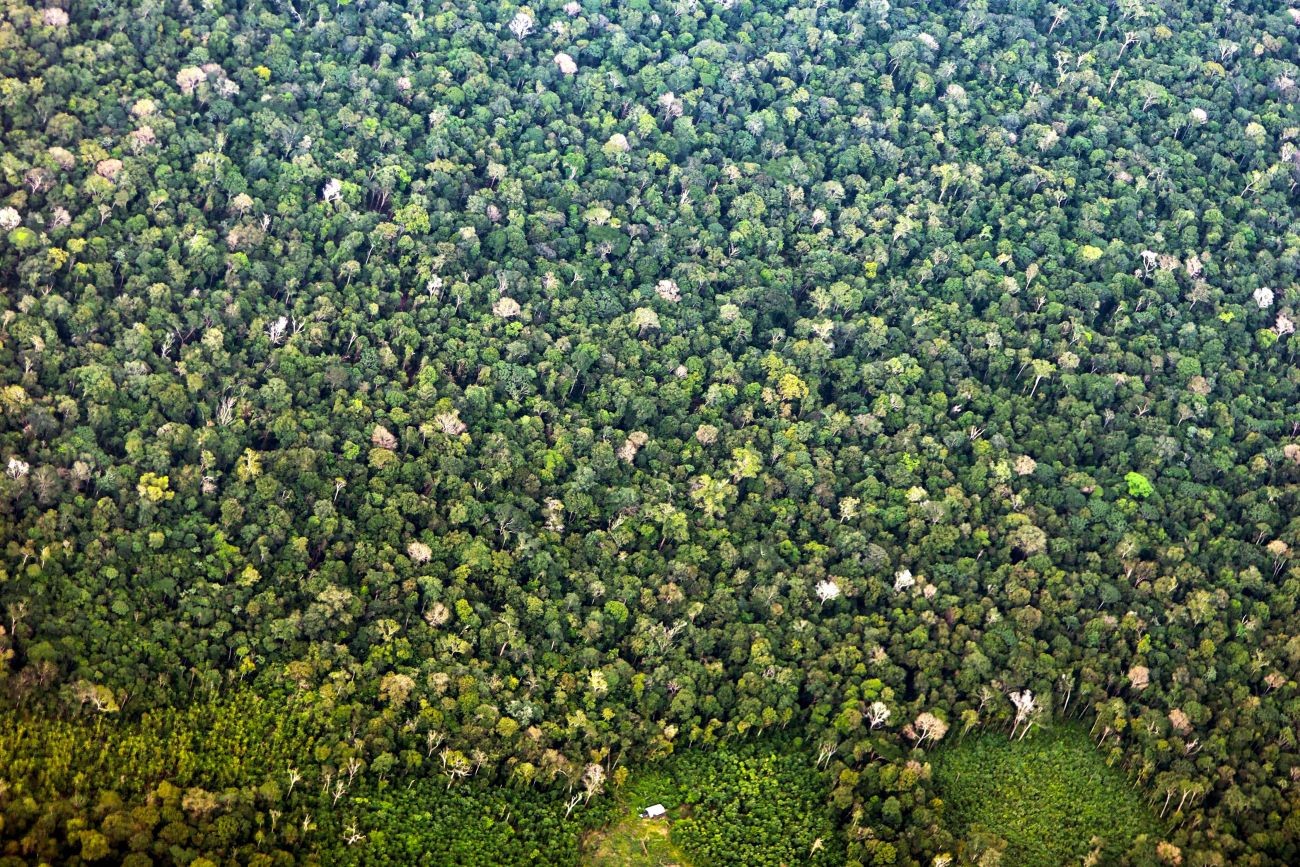 Pará registra maior redução de desmatamento da Amazônia Legal em maio