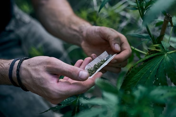 Quantidade de maconha liberada pelo STF pode render até 133 baseados