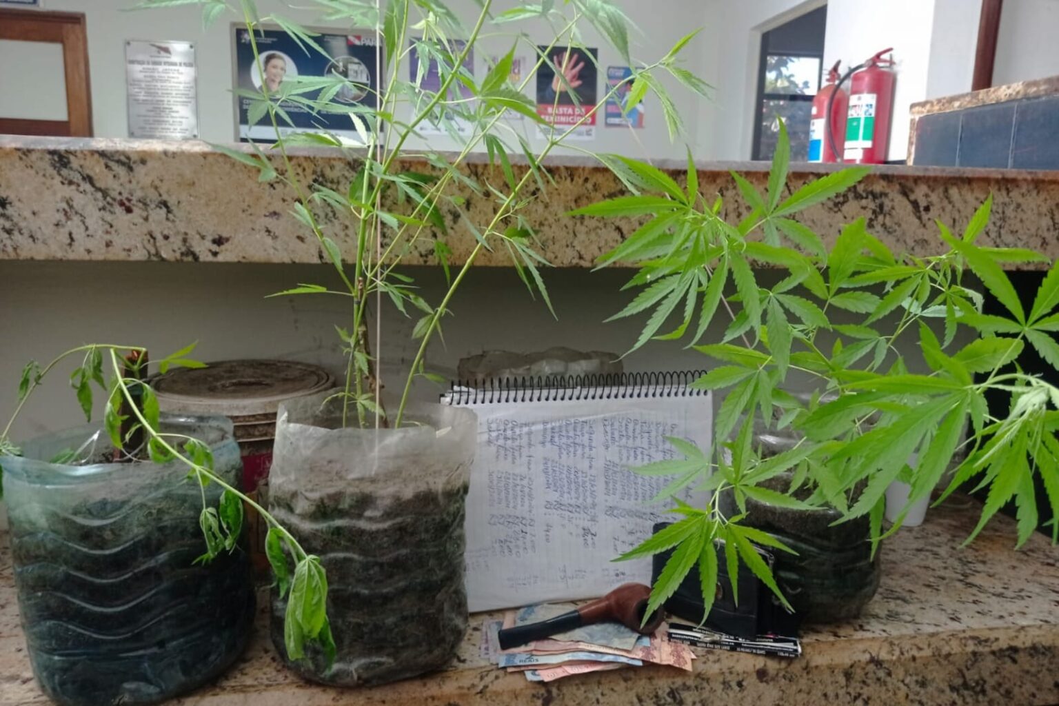 PM apreende plantio de maconha no Pará