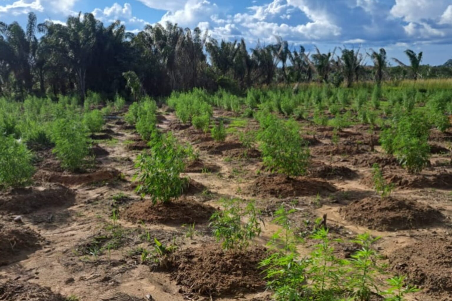 PM incinera cerca de 10 mil pés de maconha no Pará