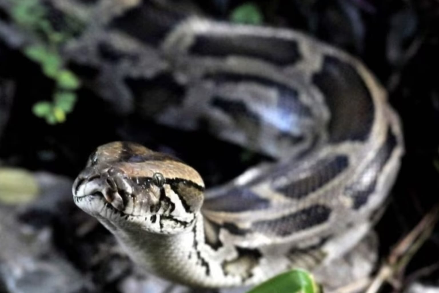 Cobra de cinco metros engole mulher na Indonésia