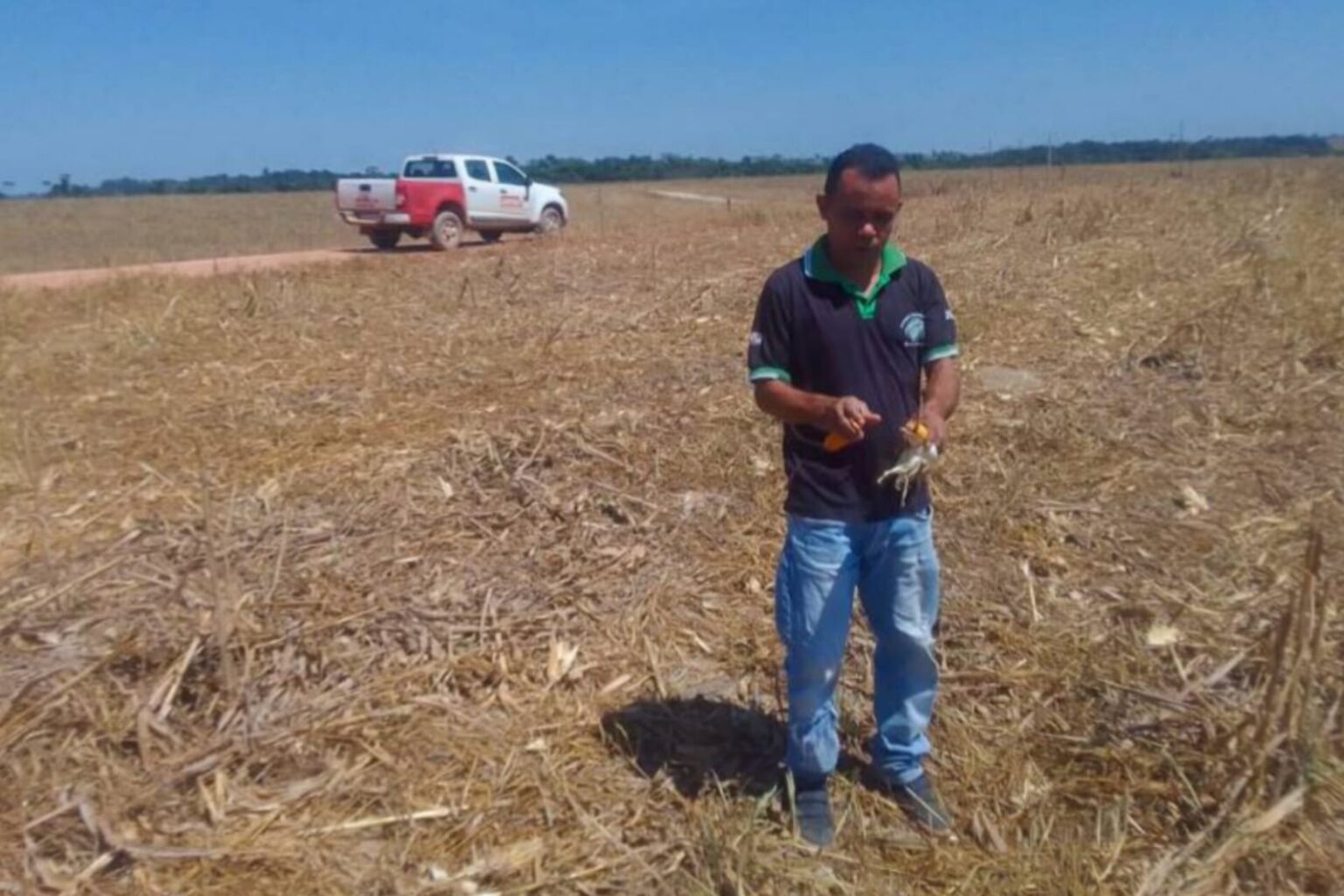 Vazio sanitário da soja vai até 15 de setembro em Marabá