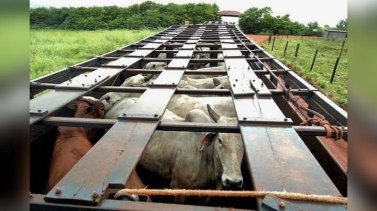Operação conjunta da Sefa e PRF apreende 80 cabeças de gado em Dom Eliseu