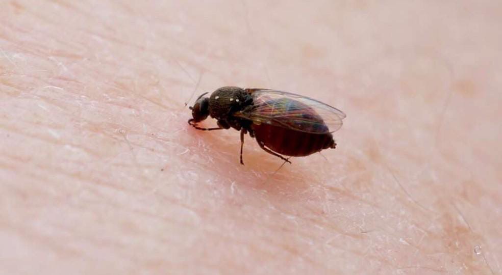 Cidades do oeste do Pará têm aumento de casos de Febre Oropouche
