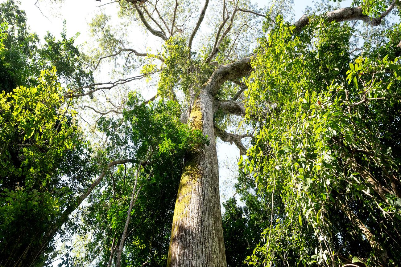 Santuário de árvores gigantes é descoberto no oeste do Pará